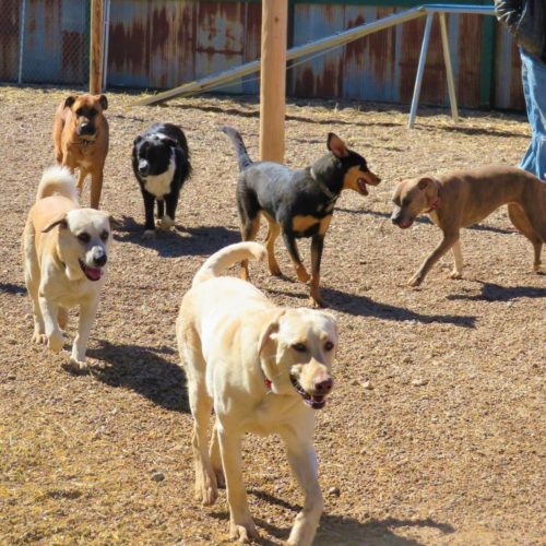 wags pet resort